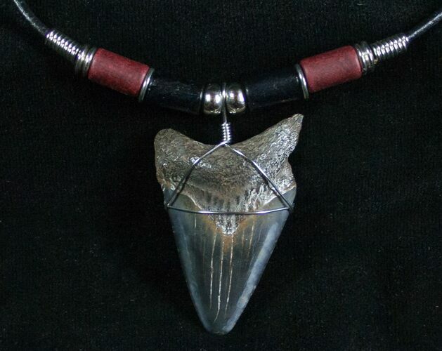 Megalodon Tooth Necklace - #6816